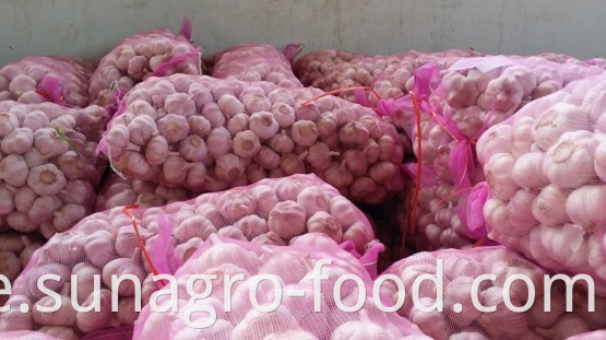 Fresh quality purple garlic